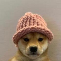 Koupit Dog Wif Hat